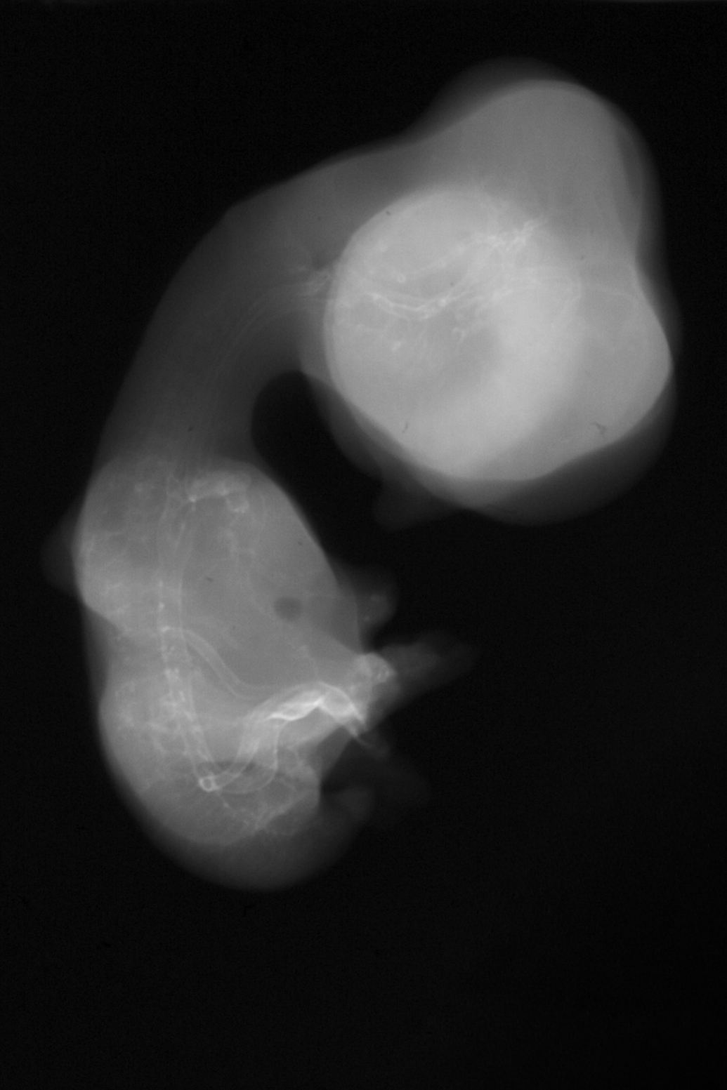 stage 31 chick embryo x-ray